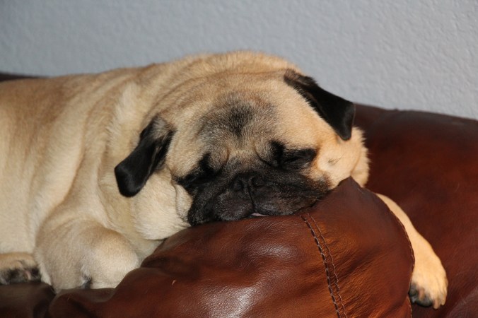 sleepy pug